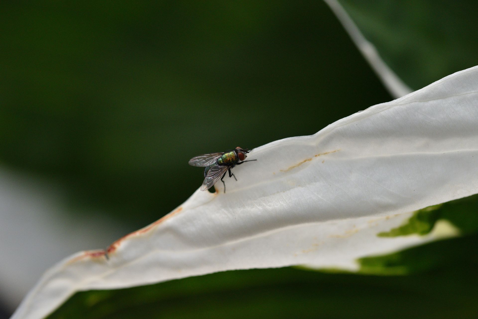 Macro photograph of a housefly resting on a green leaf, showcasing natural wildlife details.