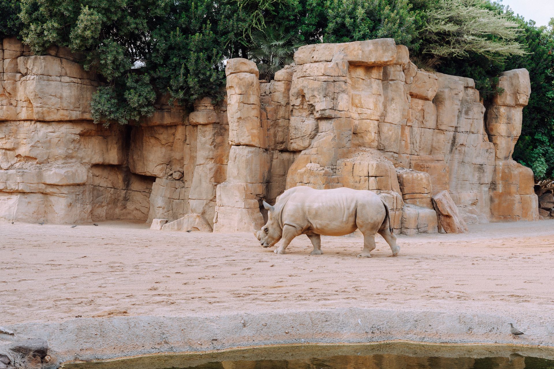 A solitary African rhino walks in a rocky, sandy enclosure at Valencia Zoo.