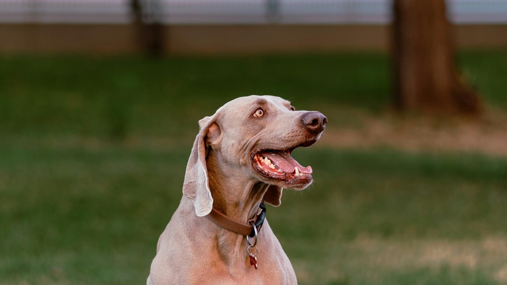 En weimaranerfotograferad utanför