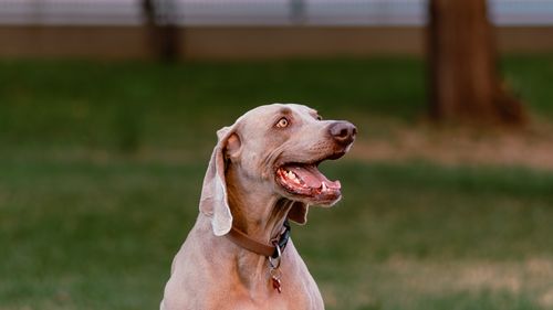 Free A joyful Weimaraner dog sitting in a green park, wearing a collar. Stock Photo