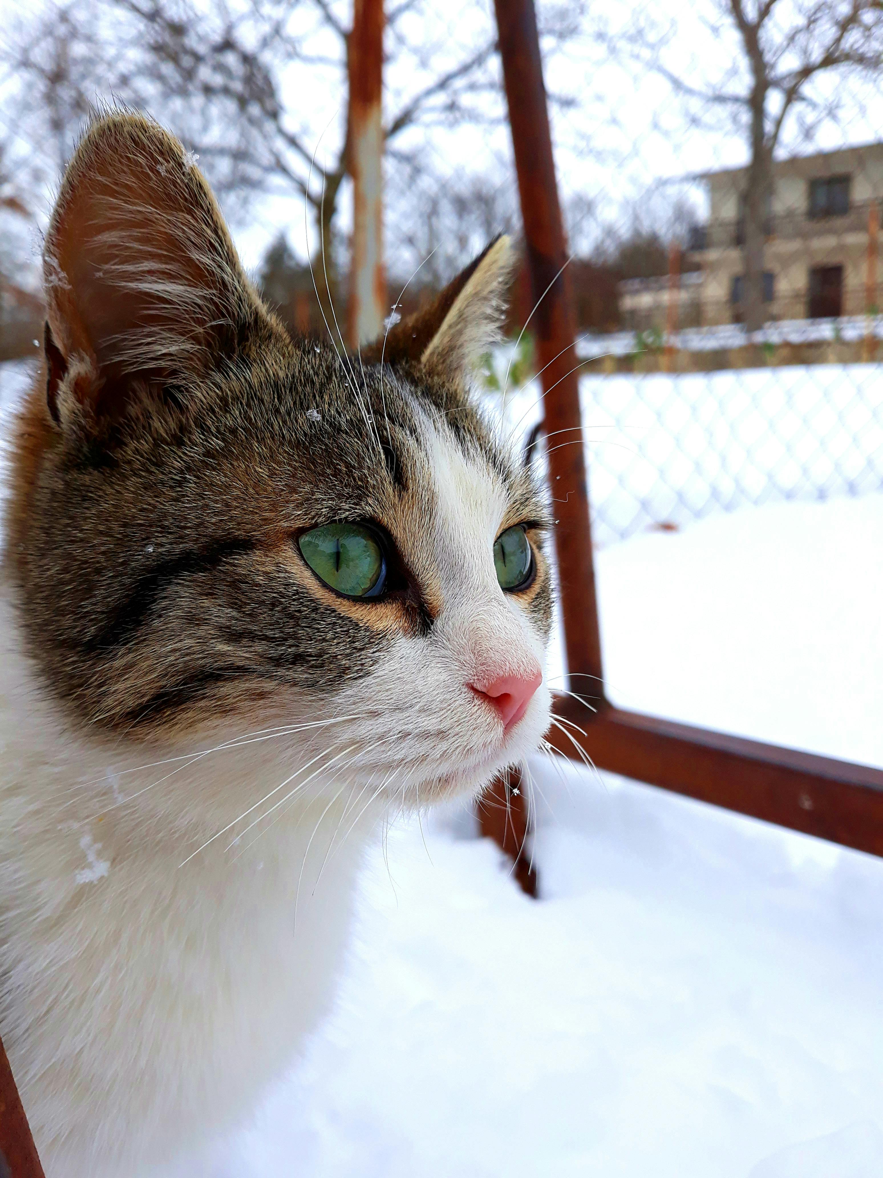 ネコ 猫 猫顔の無料の写真素材