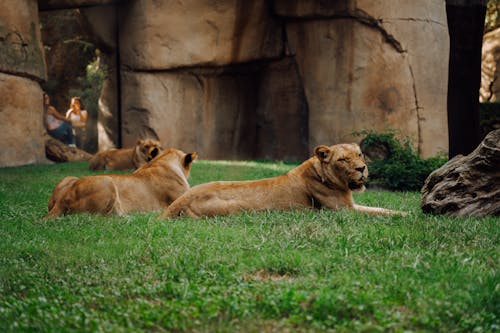 ライオネス, 動物の写真, 動物園の無料の写真素材