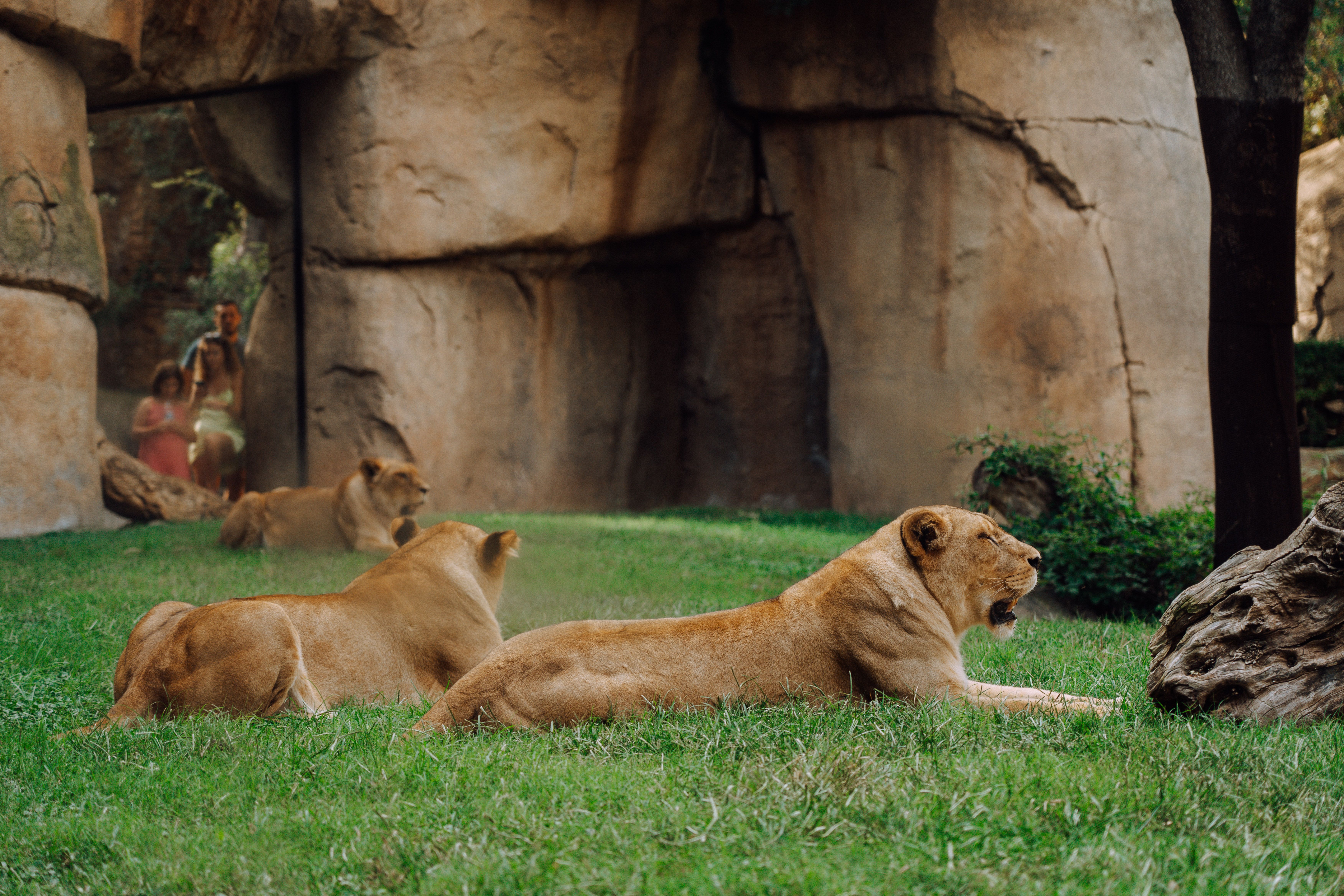 Lionesses lounging at a zoo, exuding majesty and relaxation in their natural habitat.