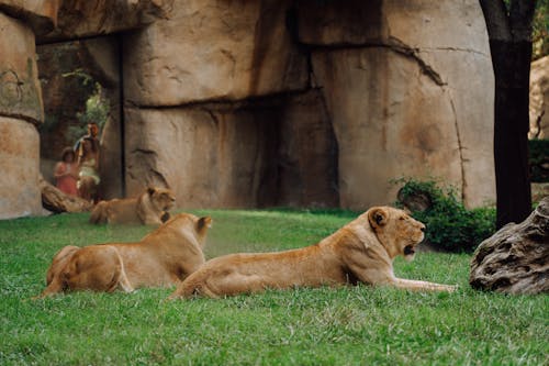 動物の写真, 動物園, 壁紙の無料の写真素材