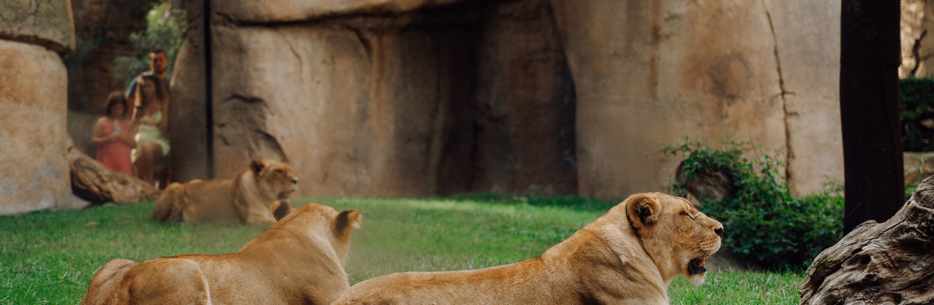 Lionesses lounging at a zoo, exuding majesty and relaxation in their natural habitat.