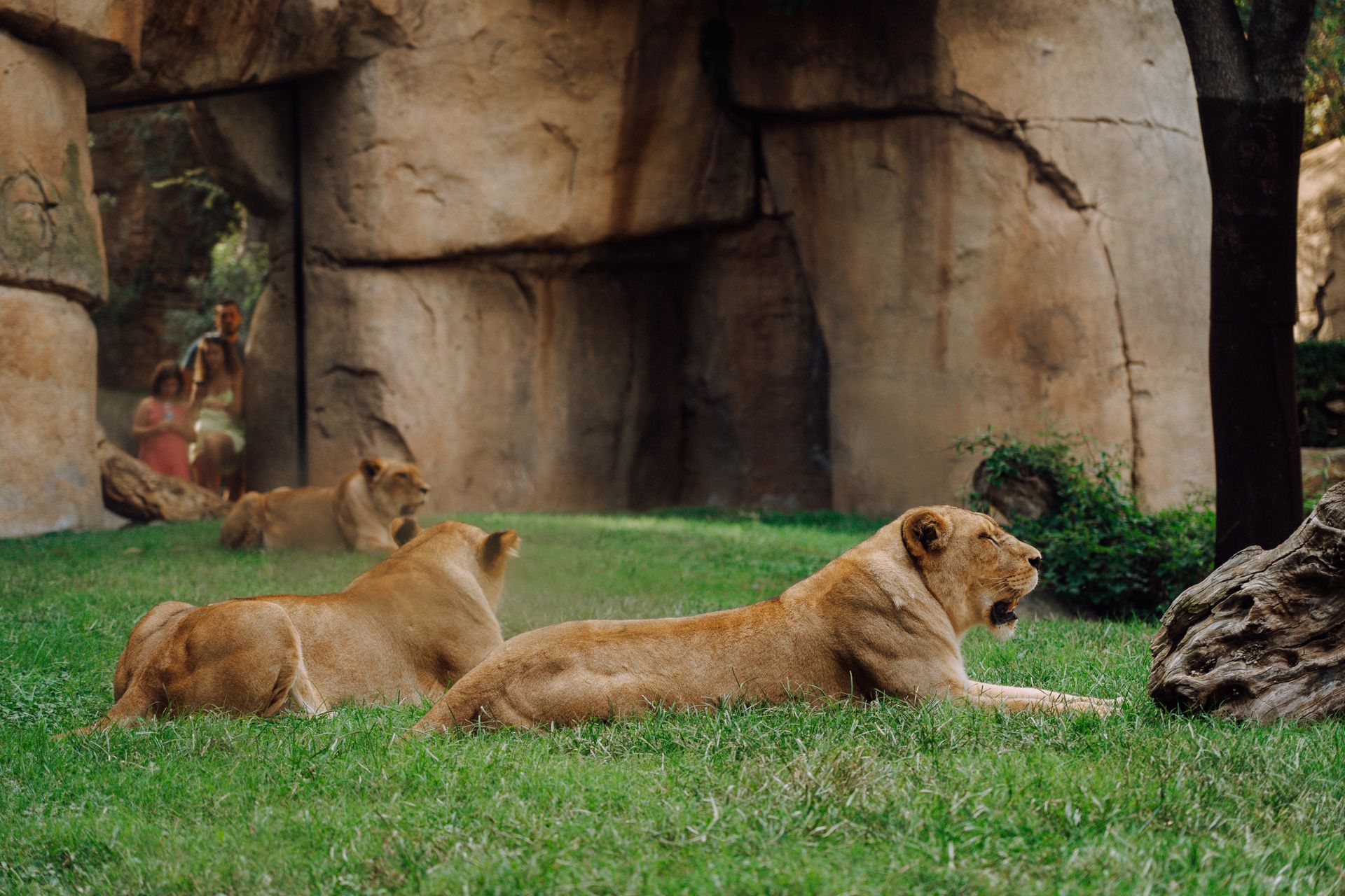 Lionesses lounging at a zoo, exuding majesty and relaxation in their natural habitat.