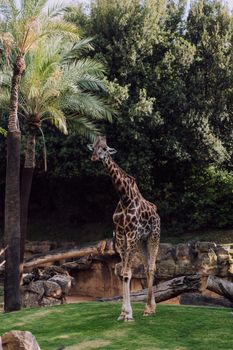 Giraffe standing among trees in a zoo setting, showcasing its natural grace and beauty.