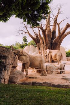 A family of African elephants in a zoo enclosure with trees and rocks.