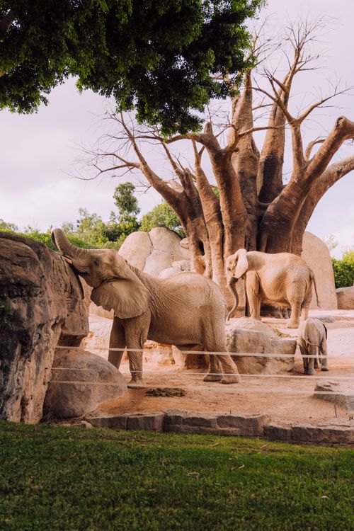 Free A family of African elephants in a zoo enclosure with trees and rocks. Stock Photo