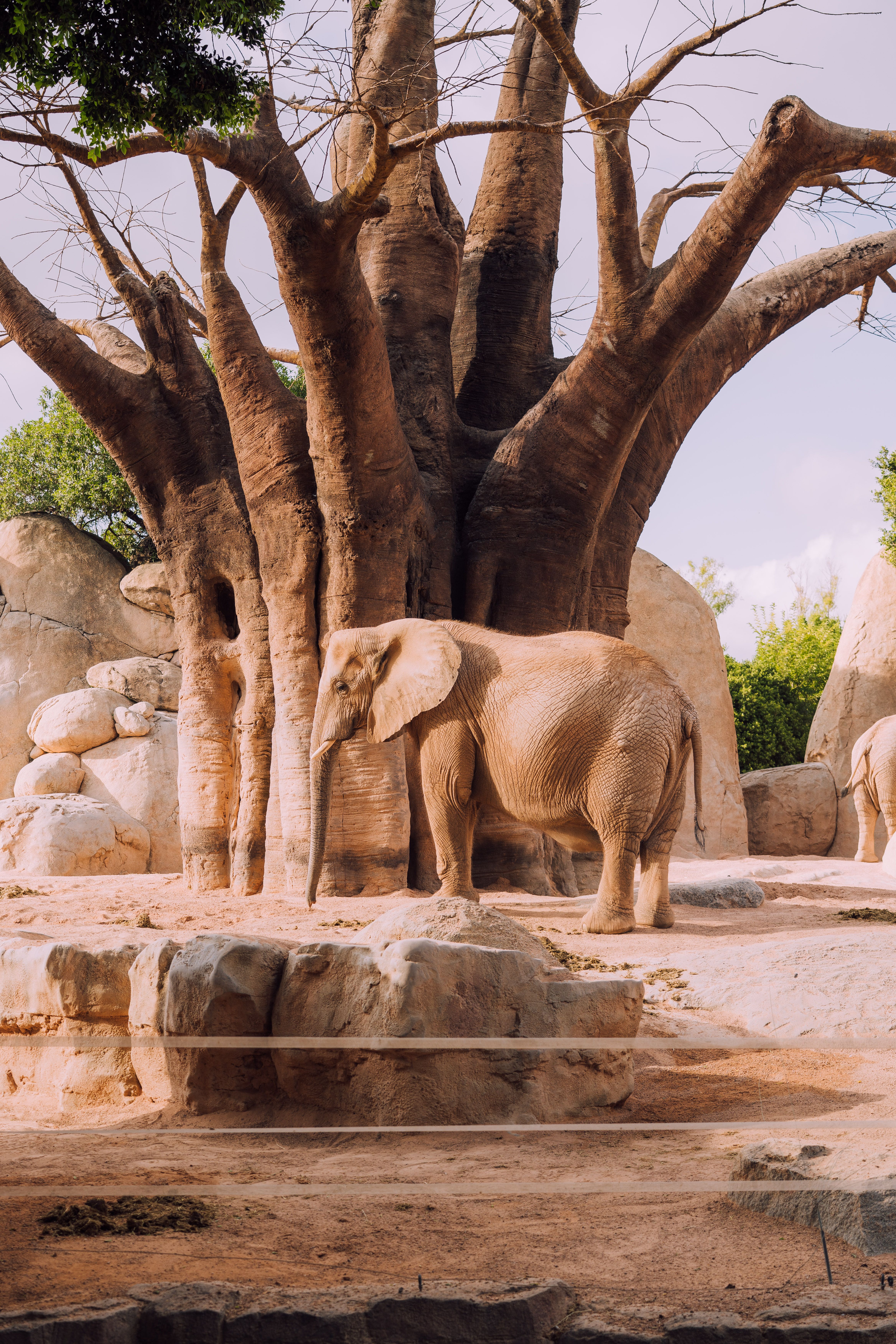 Photograph of an African elephant walking in a zoo with naturalistic surroundings.