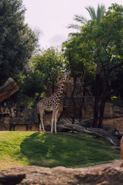 Free A giraffe in a zoo setting surrounded by lush greenery and trees, captured in a vertical shot. Stock Photo