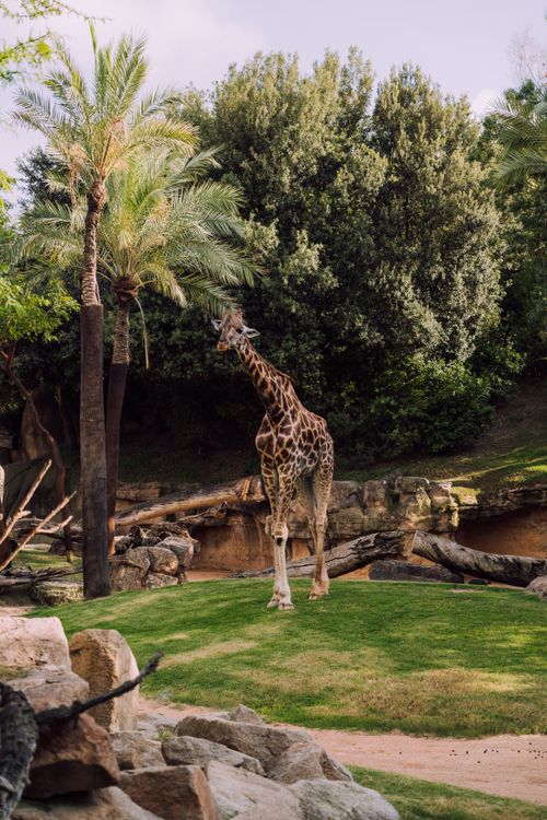 Free A giraffe stands gracefully in a zoo surrounded by trees and lush greenery, exemplifying wildlife beauty. Stock Photo