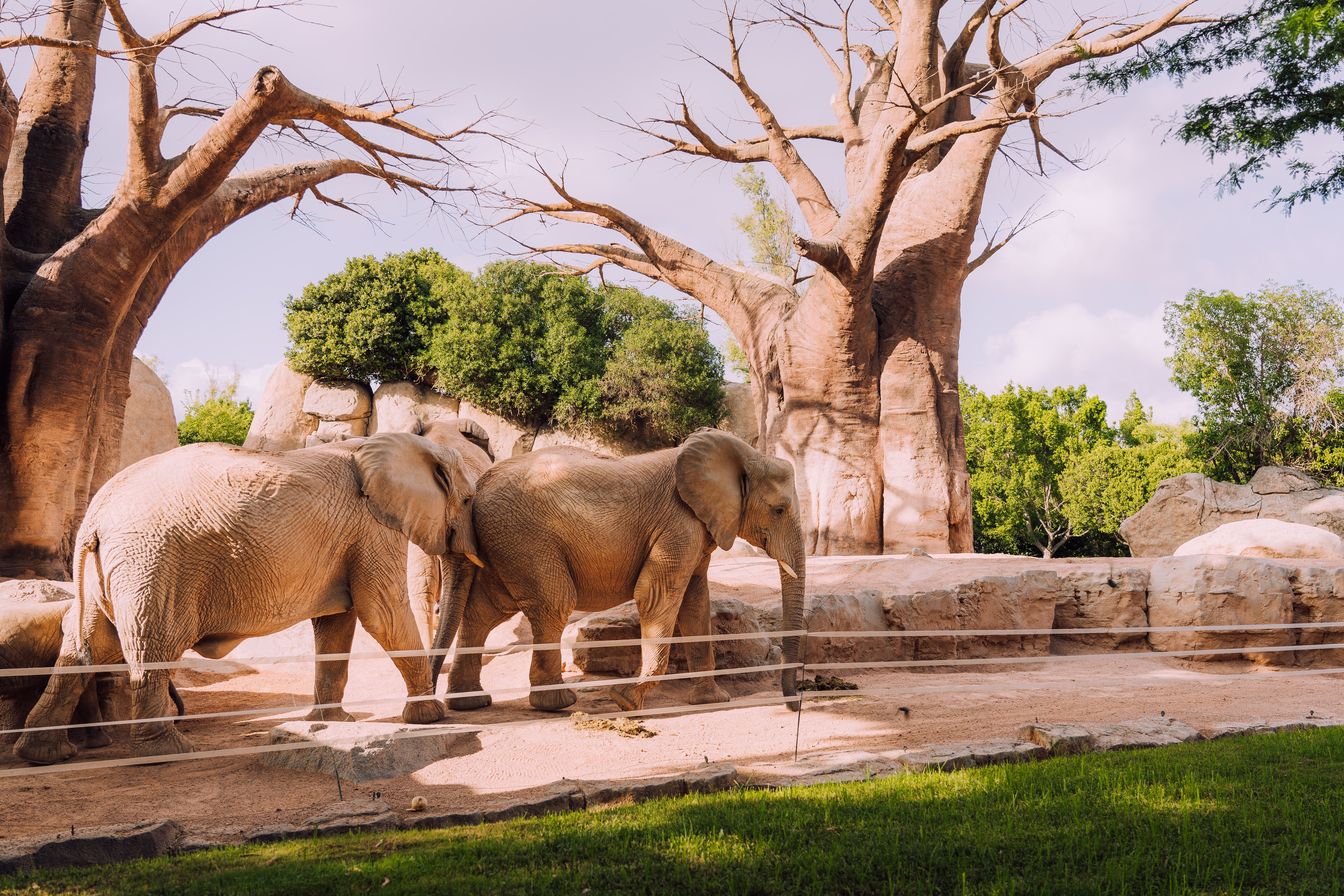 Tarangire National Park: Tanzania's Underrated Wildlife Hotspot