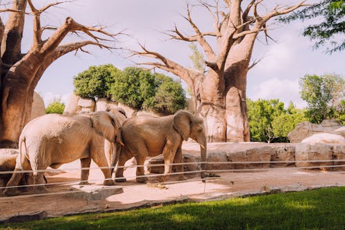 Photos gratuites de arbres, barrière, éléphants