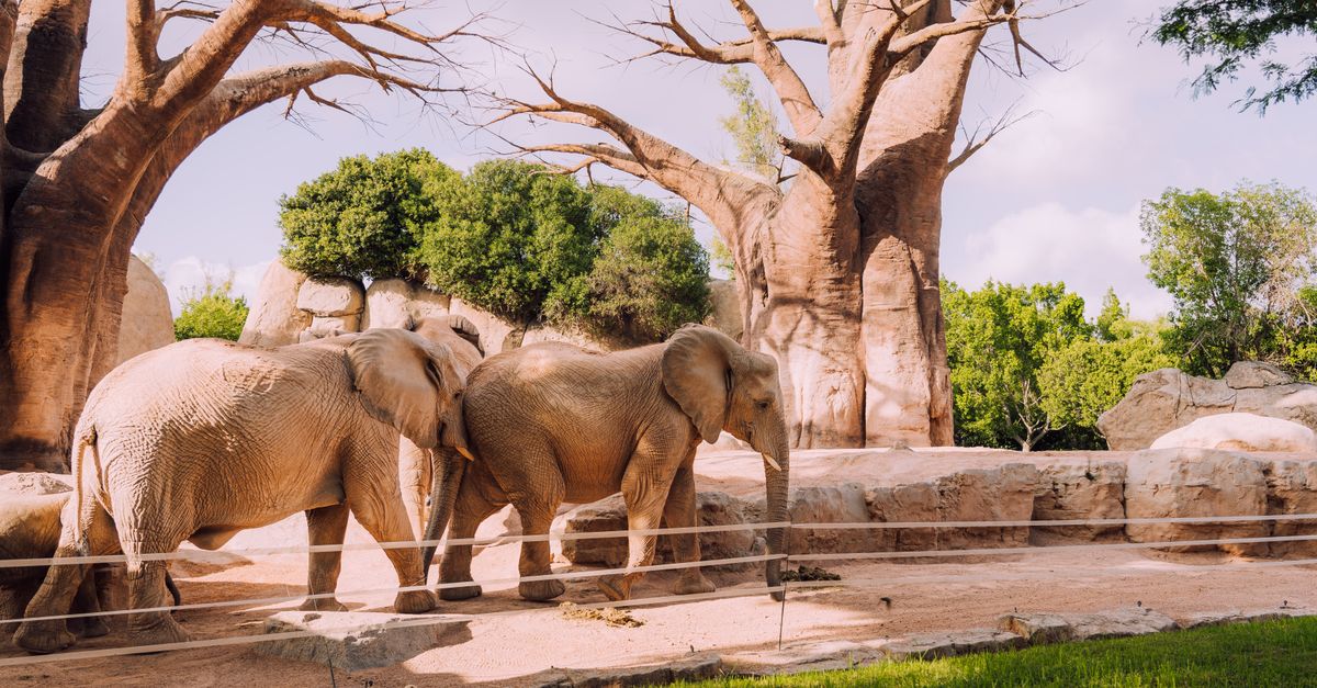 Tarangire National Park: Tanzania's Underrated Wildlife Hotspot