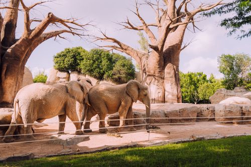 Free Two African elephants roam an enclosed zoo habitat amid lush greenery and large trees. Stock Photo