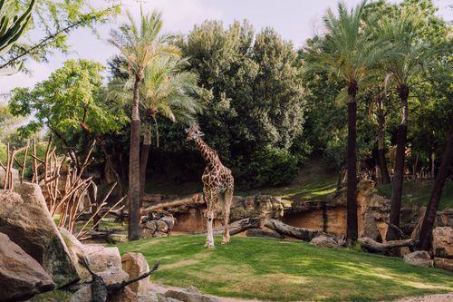 Free A giraffe stands among palm trees in a lush zoo environment, perfect for tropical scenery lovers. Stock Photo