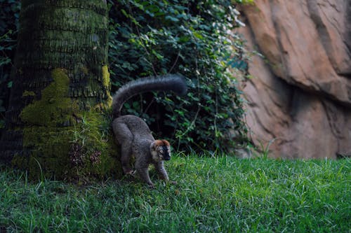 Základová fotografie zdarma na téma fotografie divoké přírody, fotografování zvířat, lemur