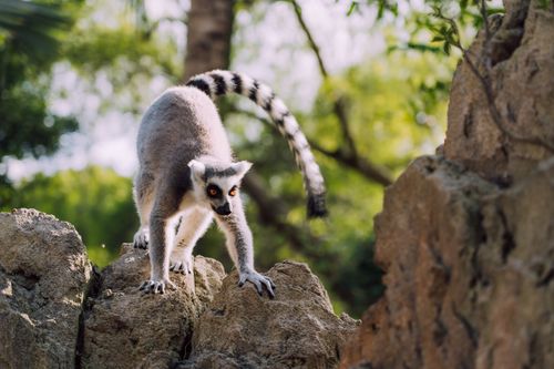 Free Close-up of a ring-tailed lemur poised on rocks in a lush outdoor setting. Stock Photo