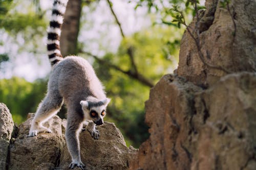Fotobanka s bezplatnými fotkami na tému fotografie zvierat žijúcich vo voľnej prírode, lemur, príroda