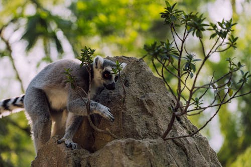 Lemur on Rock