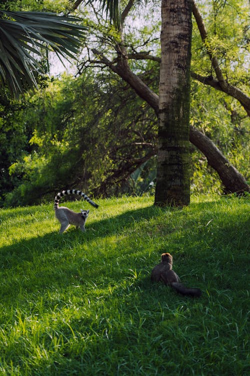 Lemurs Walking on Green Grass in Contact Zoo