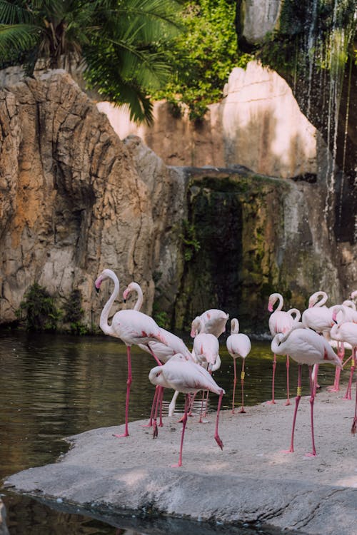 Flamingos near Lake