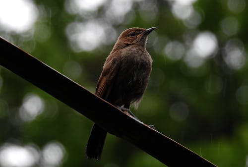 Robin Bird in Nature