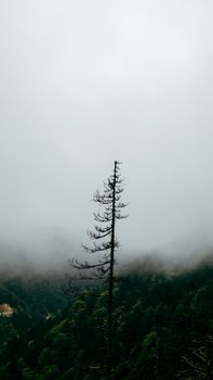 Image by Tuğba Özsoy