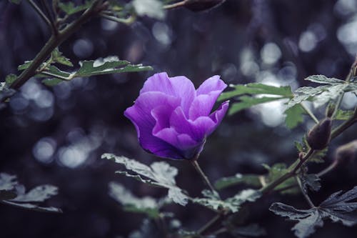 Purple Flower Among Leaves in Close-up View