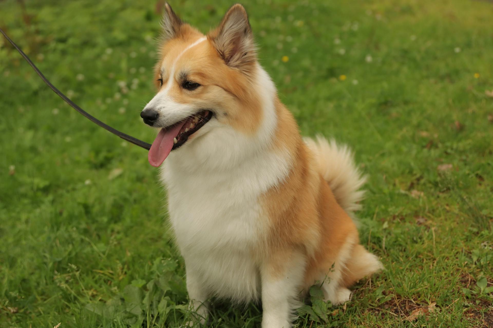 Pembroke Welsh Corgi Dog