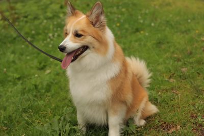 Norrbottenspets – hundras
