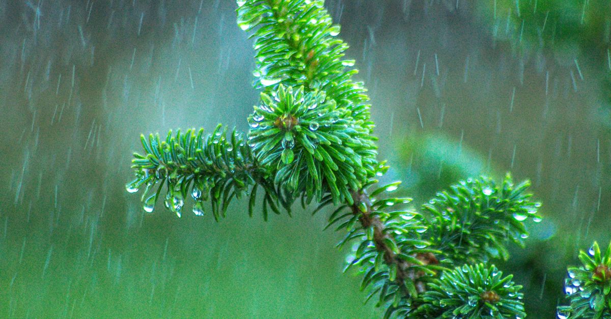 Tree Getting Rain Rain Falling on Conifer Tree in Nature · Free Stock Photo