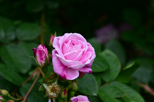 Gratis arkivbilde med blomst, blomsterblad, delikat