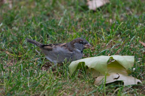 Free Close-up of a Sparrow  Stock Photo