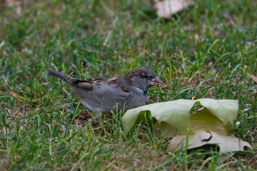 Free A sparrow amidst freshly fallen leaves on green grass in Stuttgart. Stock Photo