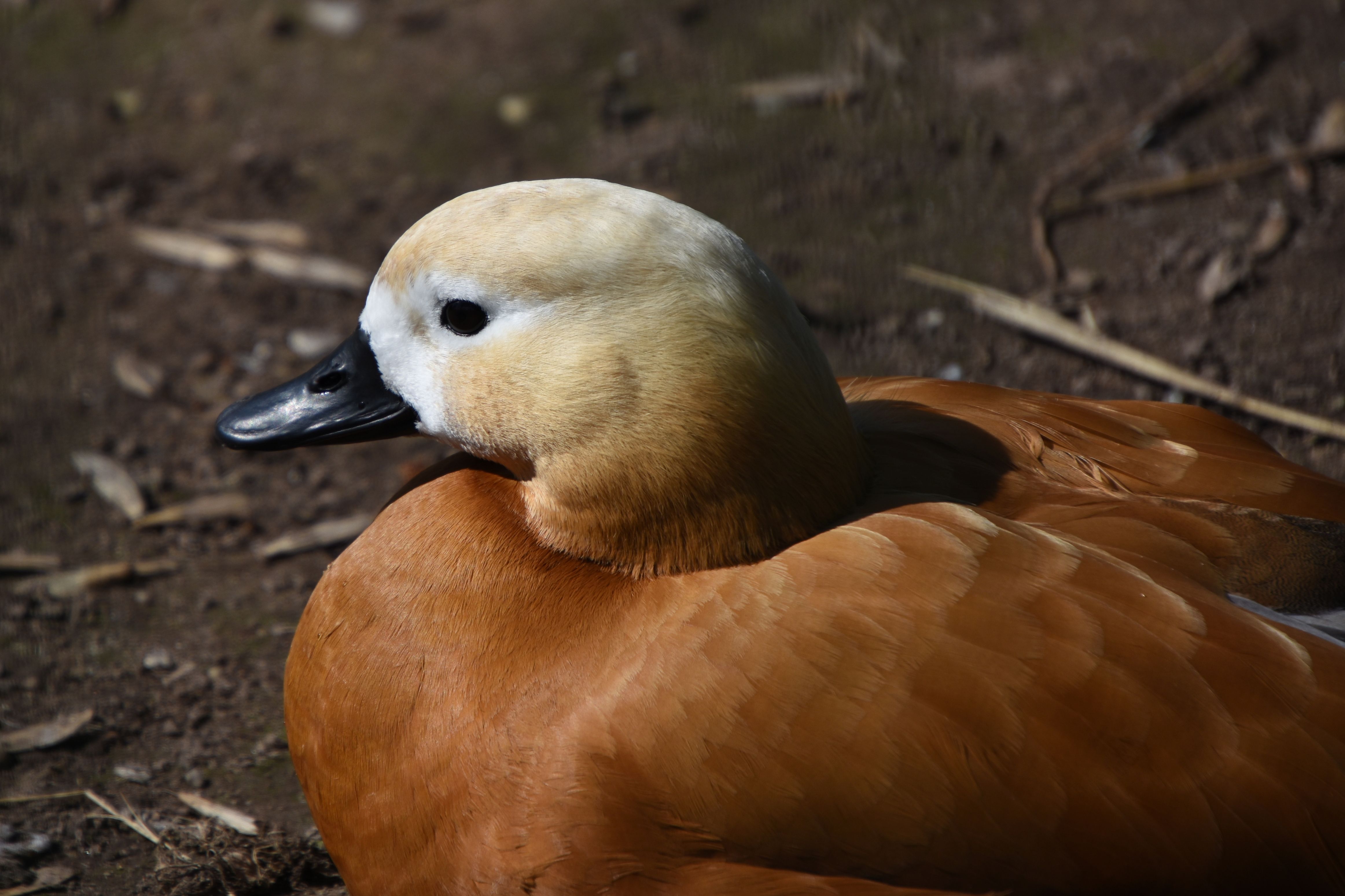 Close-up of a Ruddy Shelduck · Free Stock Photo