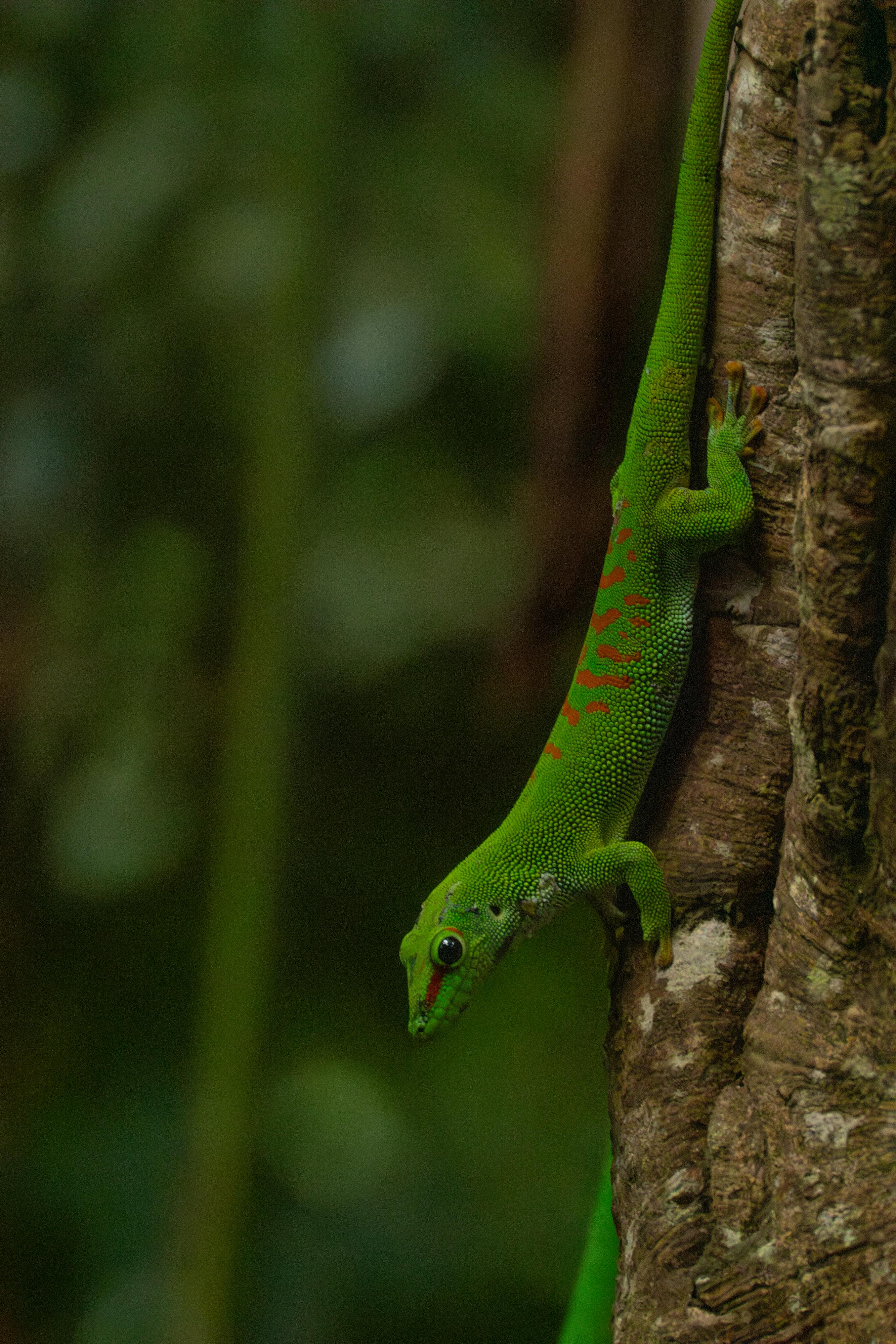 A vibrant green gecko clings to a tree trunk in Zürich forest, showcasing its vivid colors.