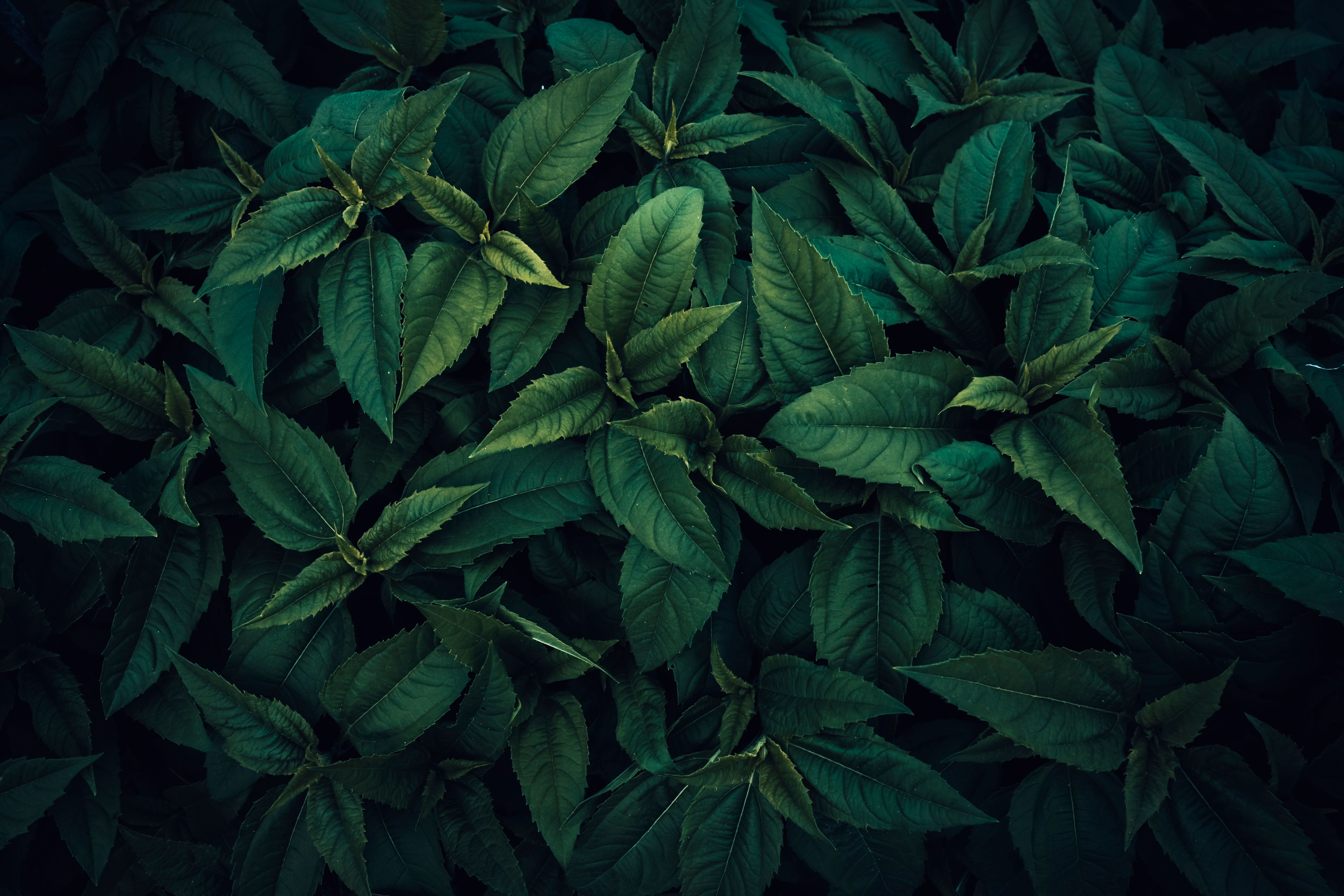A cluster of green leaves captured from above, showcasing rich textures and natural beauty.