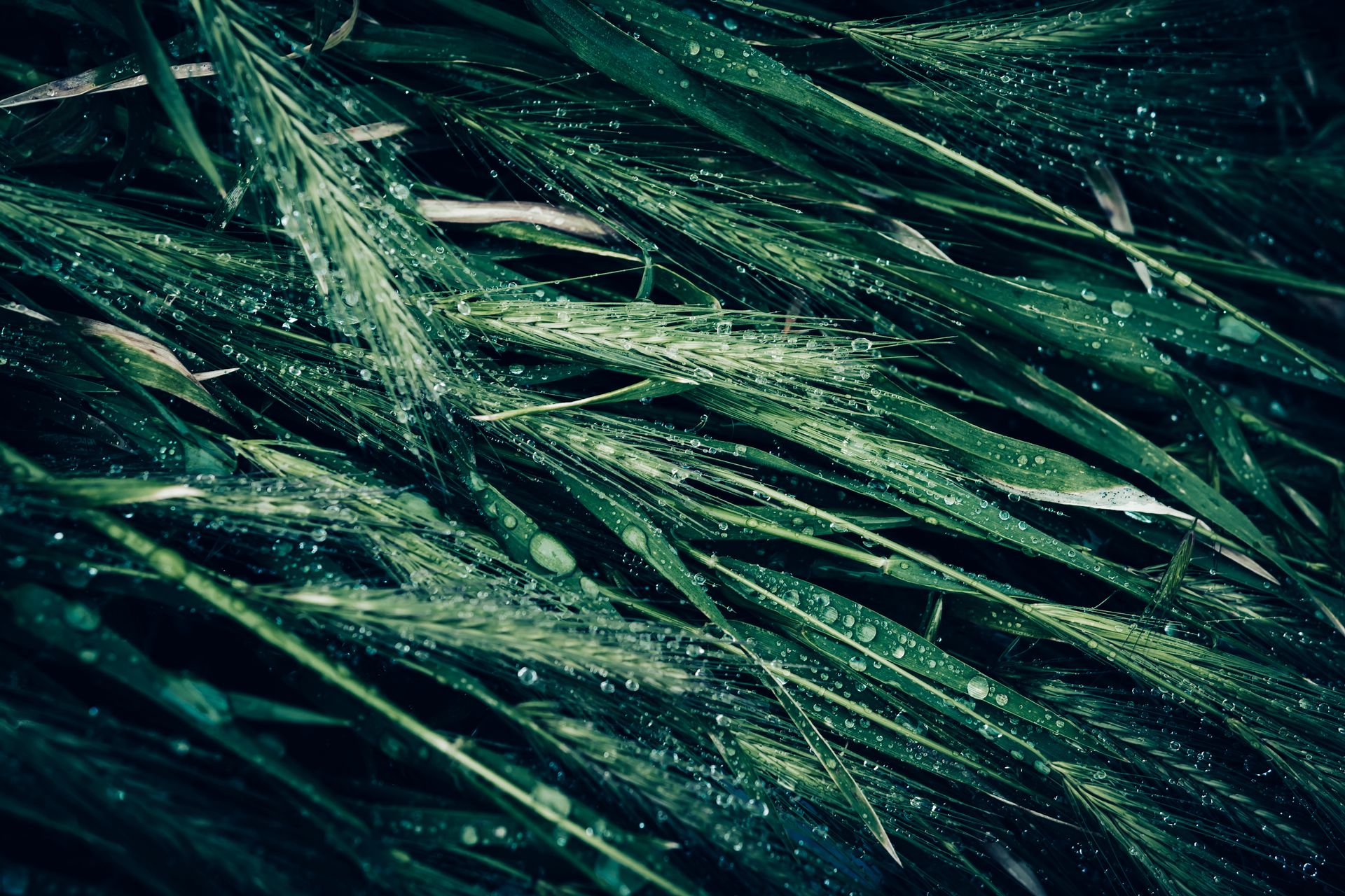 Detailed macro shot of green grass with raindrops, emphasizing natural beauty and freshness.