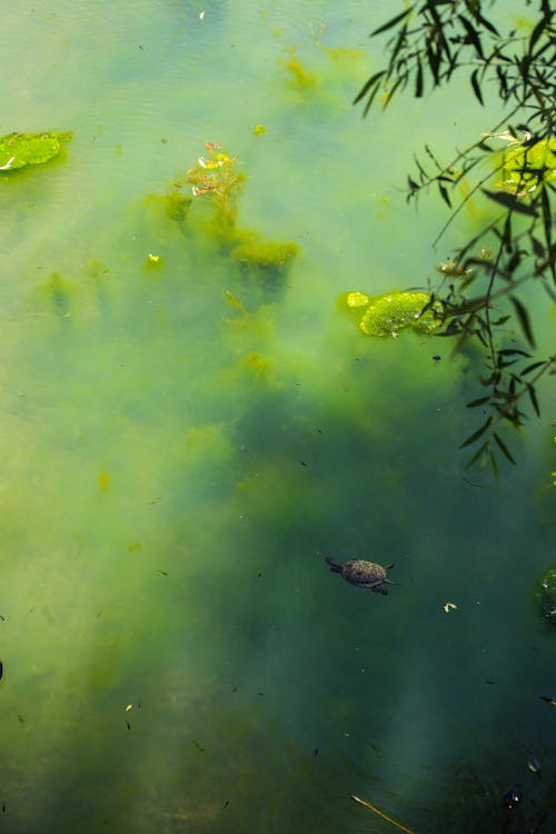 Imagine de stoc gratuită din animal, apă, broască țestoasă