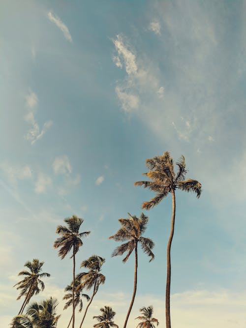 Black And White Palm Tree Photos, Download The BEST Free Black And ...