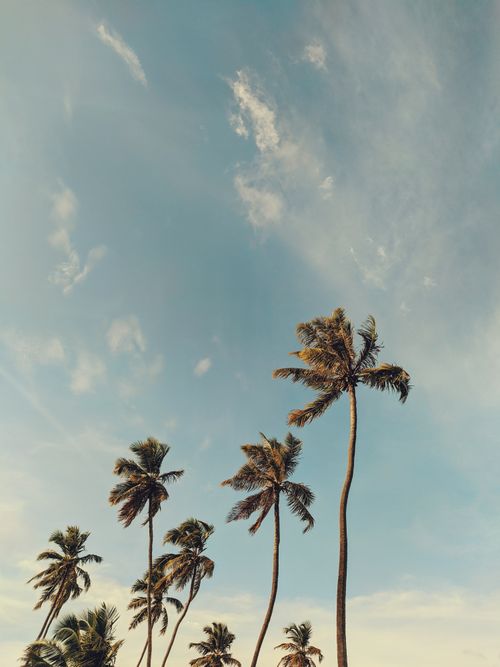 Free Vertical shot of tall palm trees against a clear blue sky, evoking a tropical vacation feel. Stock Photo