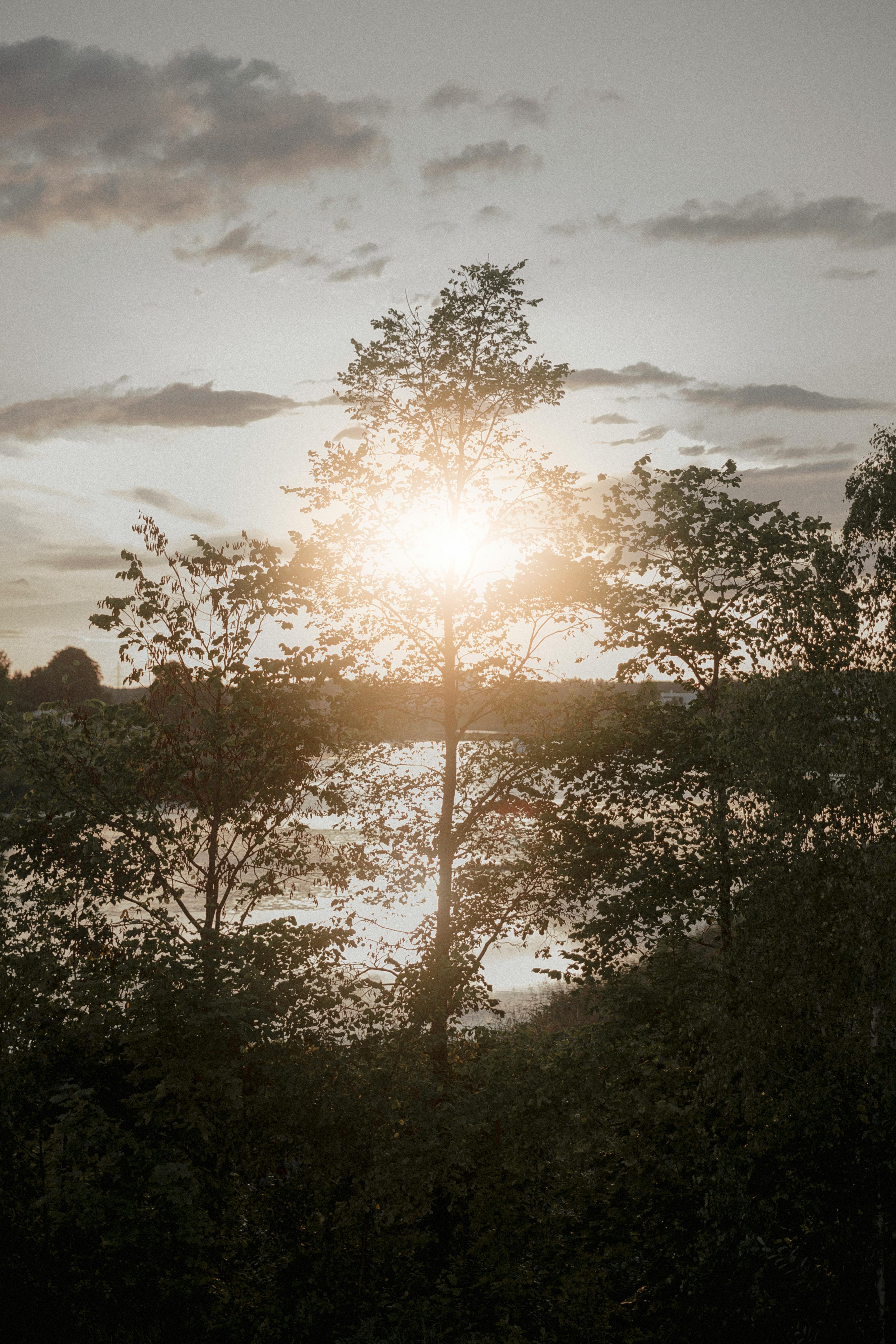 Capture of a serene sunrise illuminating a tranquil lake through a backdrop of lush trees.