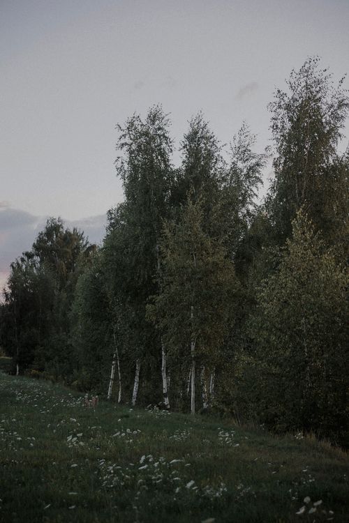 Free Moody capture of a birch forest with overcast skies, emphasizing nature's tranquility. Stock Photo