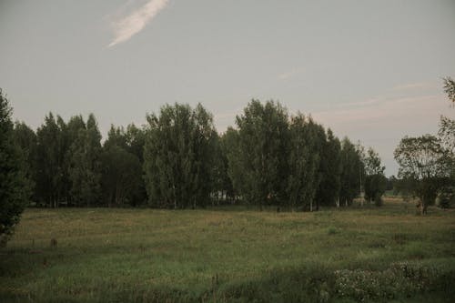 Foto d'estoc gratuïta de arbres, natura, rural