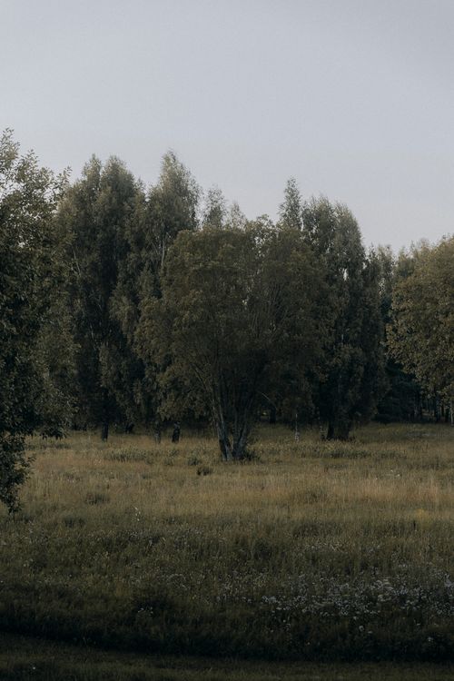 Foto profissional gratuita de @exterior, área, árvores, botânico ...