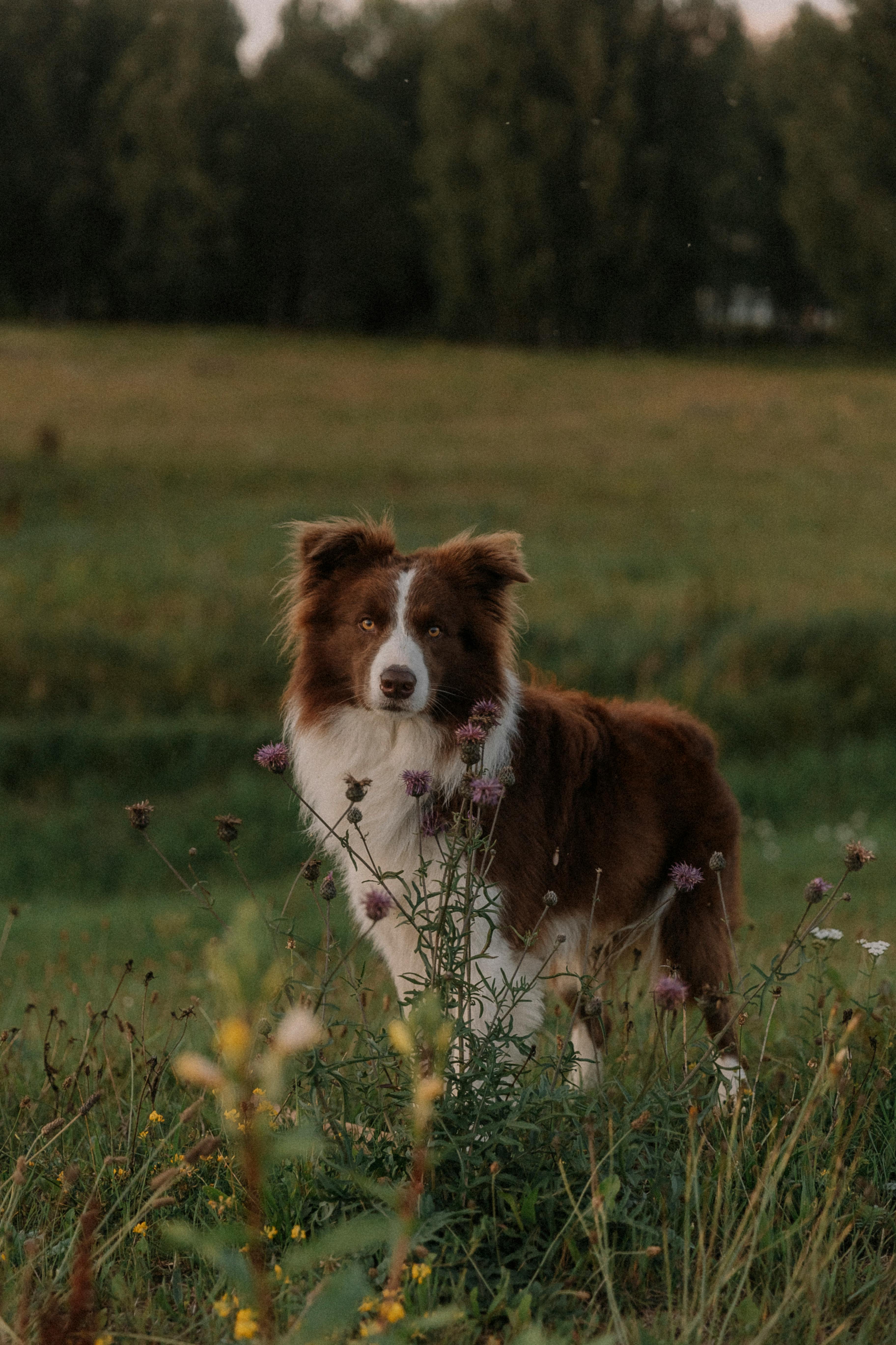 Border Collie Photos, Download The BEST Free Border Collie Stock Photos &  HD Images