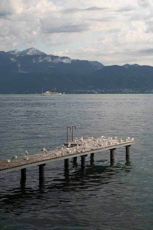 Gulls on Pier on Lake