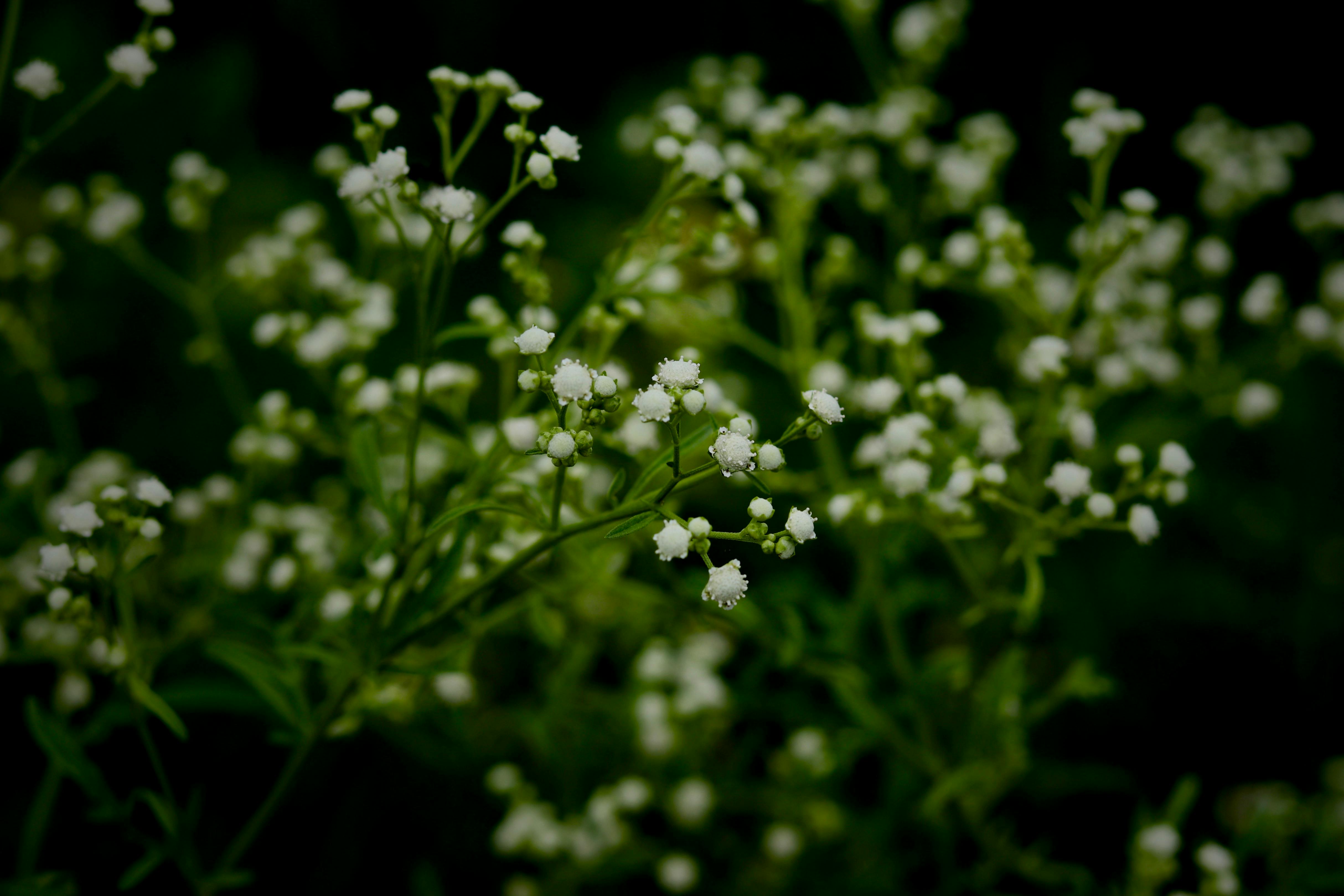 Free stock photo of beautiful flowers, dark green, white flowers